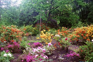 河西ぼたん園の写真